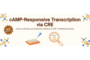 cAMP-Responsive Transcription via CRE